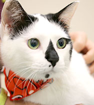 ���c�@�^�e�n�����