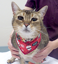 �Έ�@�A�r�B�����