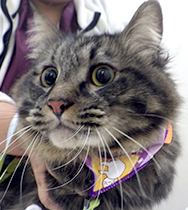 ���{�}�W���j�A�����