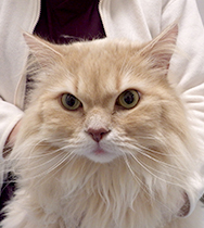 �V�c�@�e�B�������