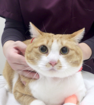 �X��@���Ȃ肿���