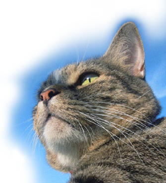 C[W